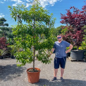 Broskyňa obyčajná (Prunus Persica) ´REDHAVEN´ výška: 200 cm, obvod kmeňa: 16/18 cm, kont. C70L - tvarovaná stena